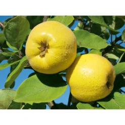 Weleda Neusspray Gencydo 5 Weleda Neusspray Gencydo -Gezondheidsproducten Winkel 761884 3