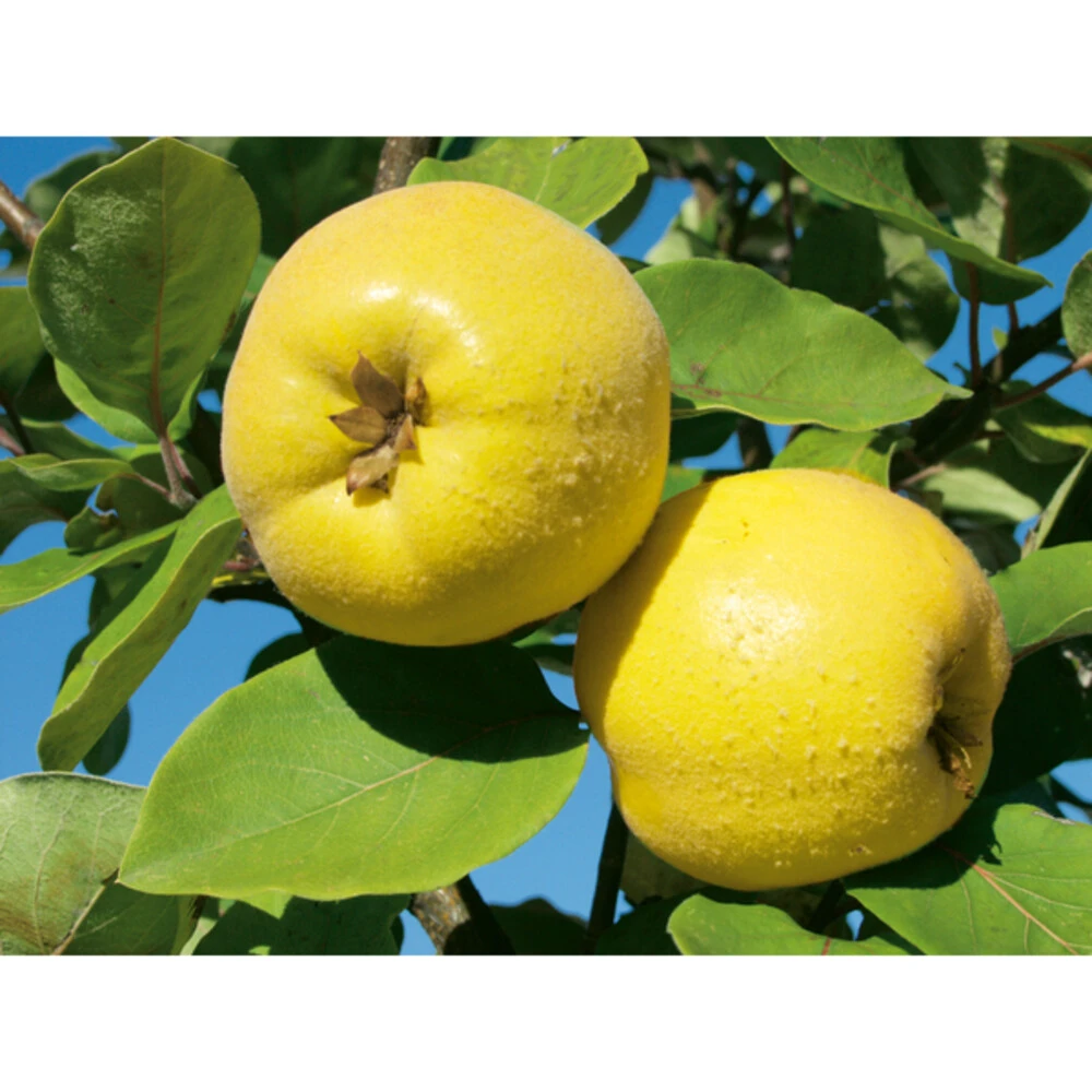 Weleda Neusspray Gencydo 3 Weleda Neusspray Gencydo - Afbeelding 3